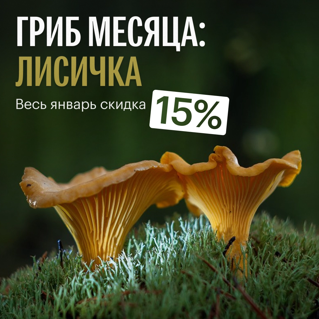 Гриб месяца - Лисичка